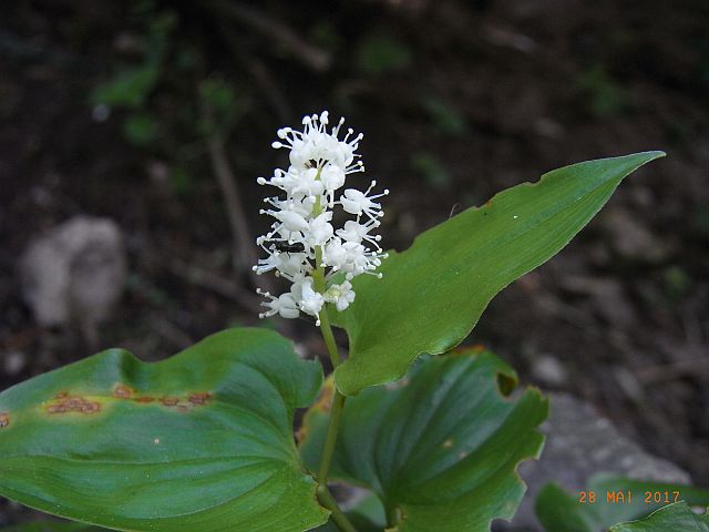 Zweiblättrige Schattenblume